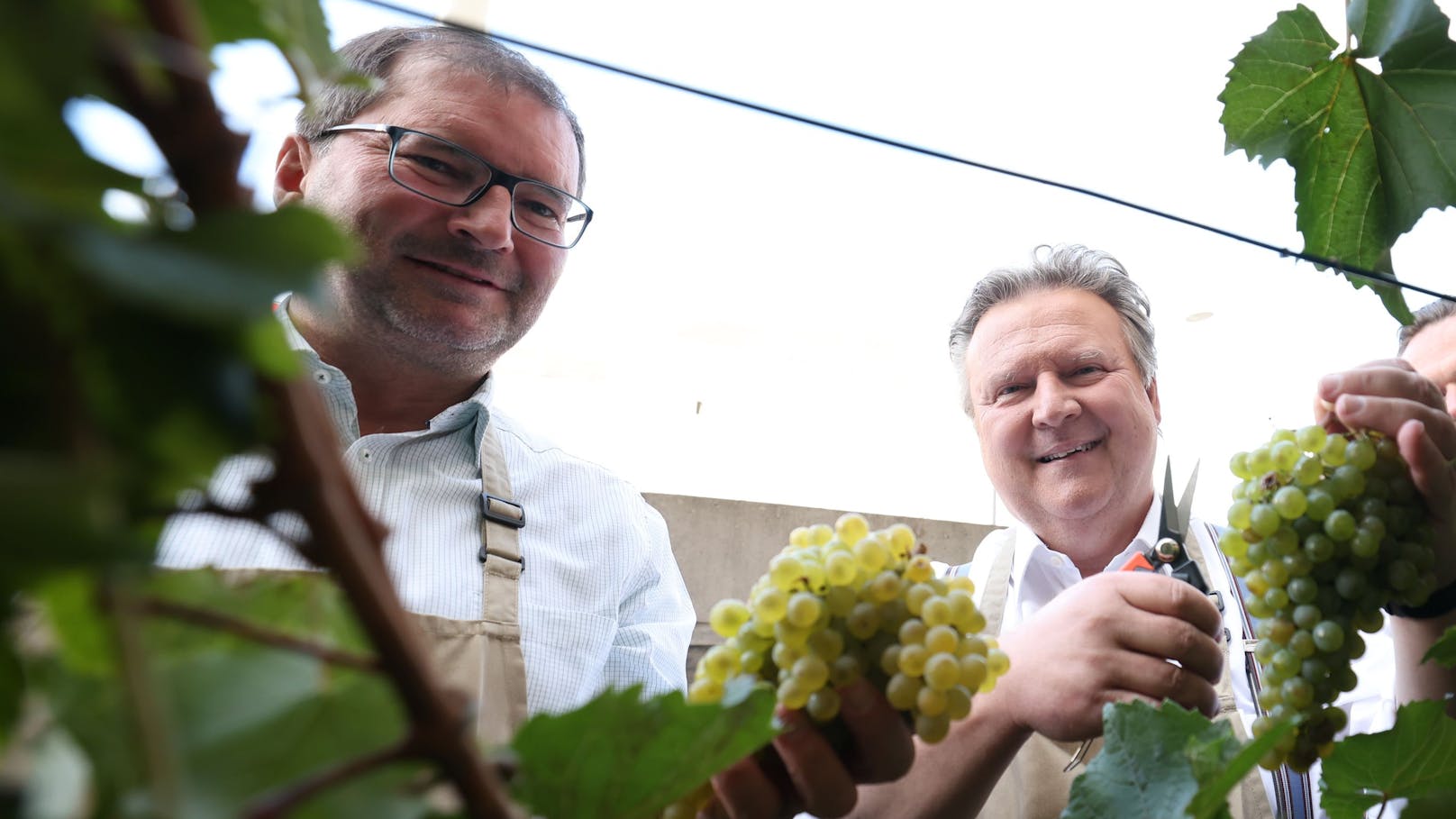 Hitze, dann Sintflut– darum war Dauerregen gut für Wein