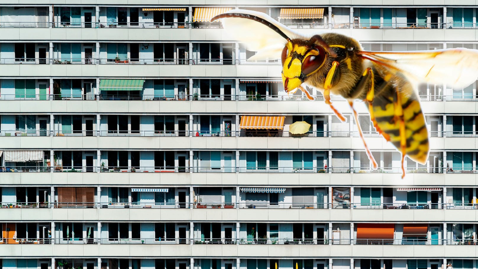 Hornissen "besetzen" Plattenbau in Leipzig