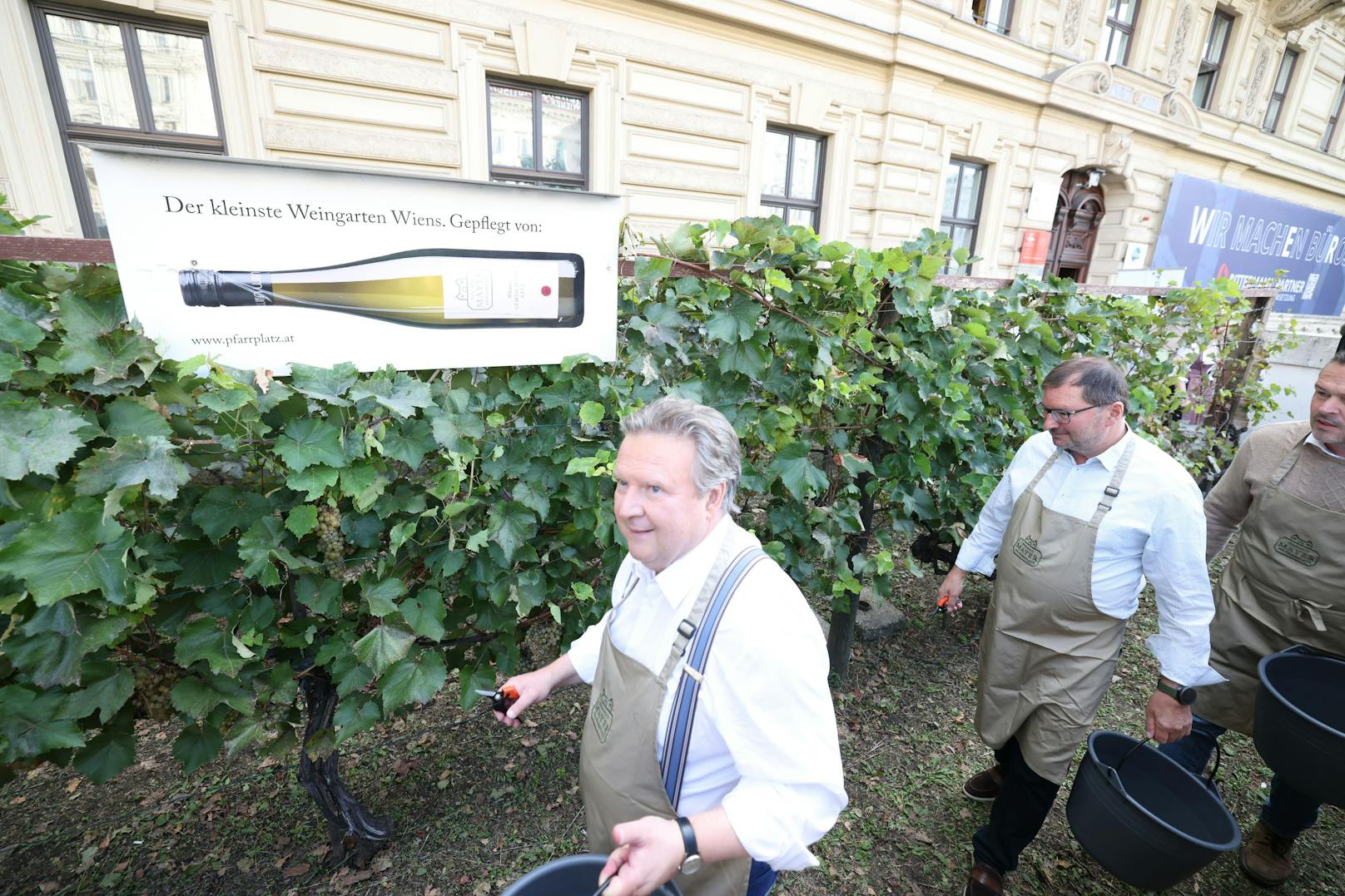 Weinlese am Schwarzenbergplatz