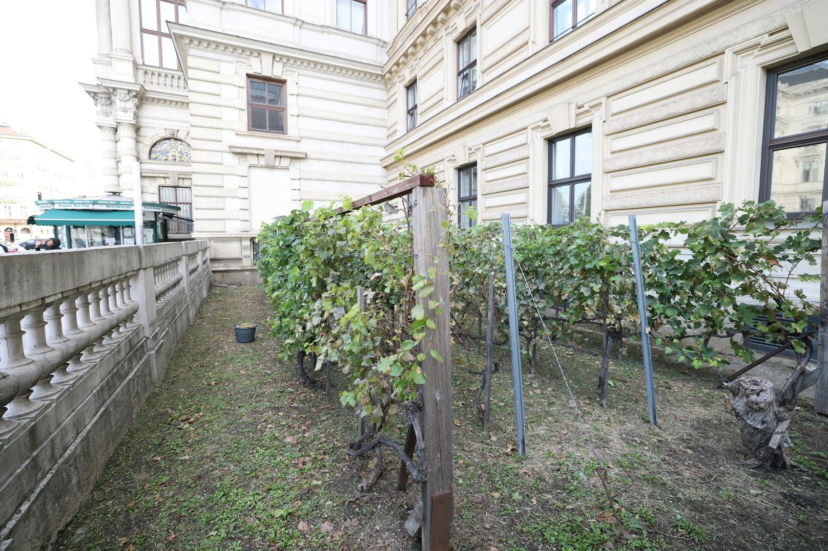 Klein, aber fein: Der Weingarten am Schwarzenbergplatz