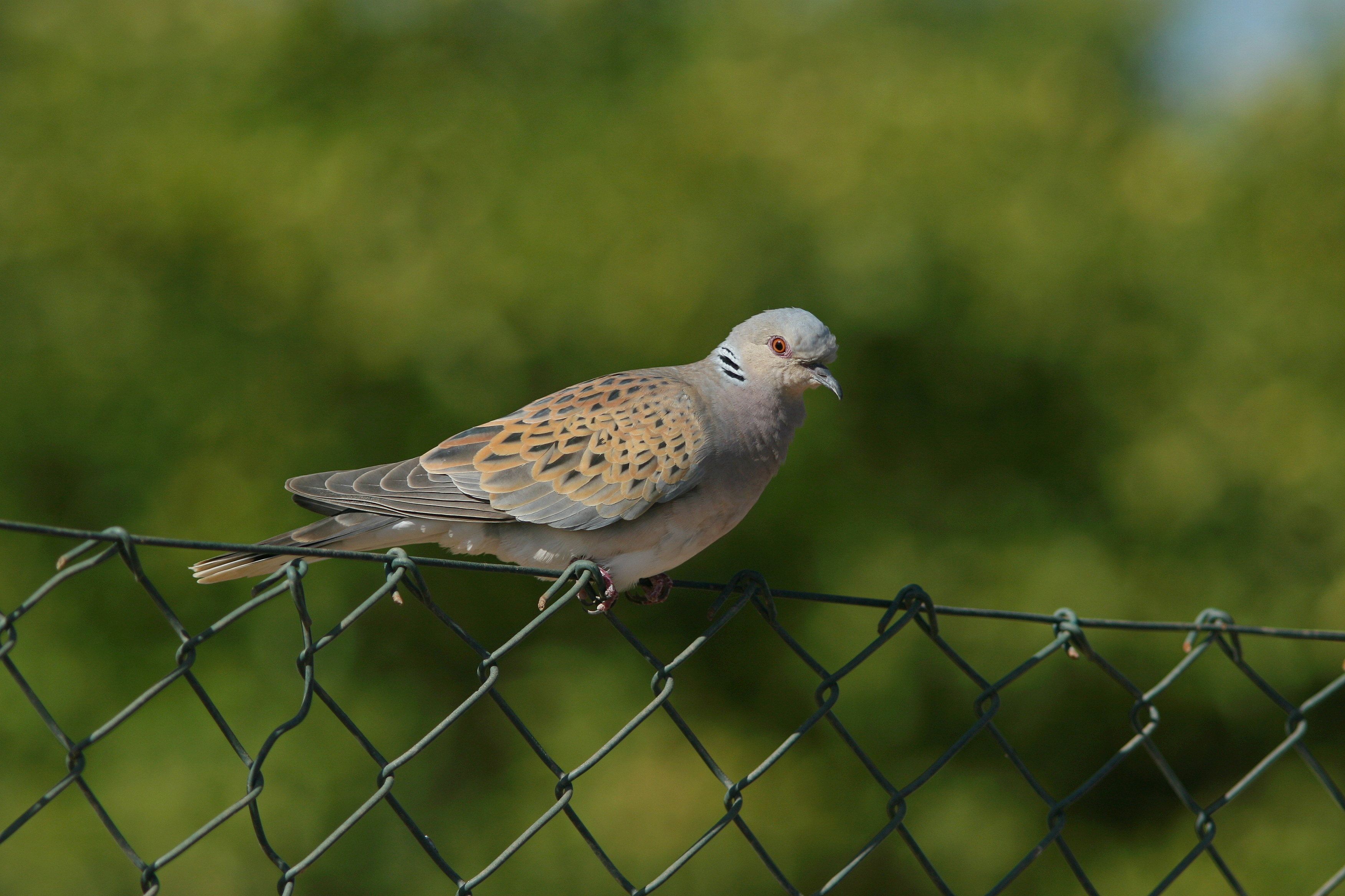 BirdLife fordert einen Jagdstopp auf die Turteltaube - diese Vogelart ist seit 1998 um 72 Prozent zurückgegangen.