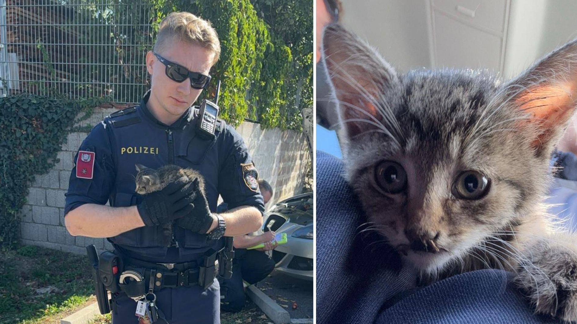 Das Kätzchen war im Motorraum eingeschlossen. Polizei und Feuerwehr befreiten den kleinen Stubentiger