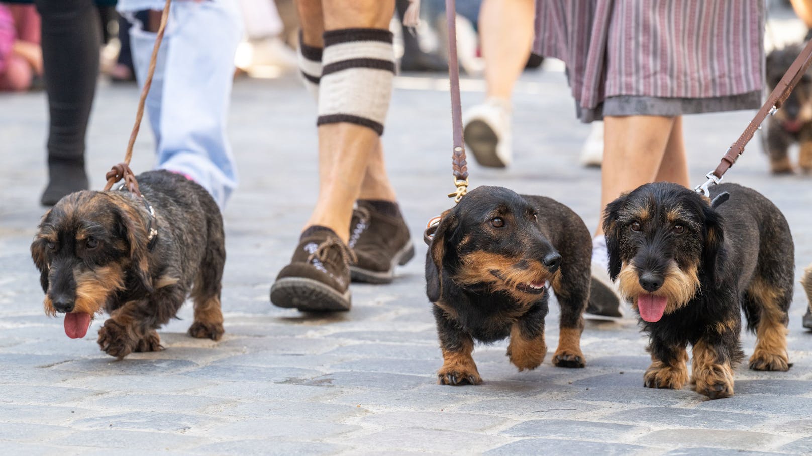 Rekord: 1.175 Dachshunde wuseln durch Altstadt