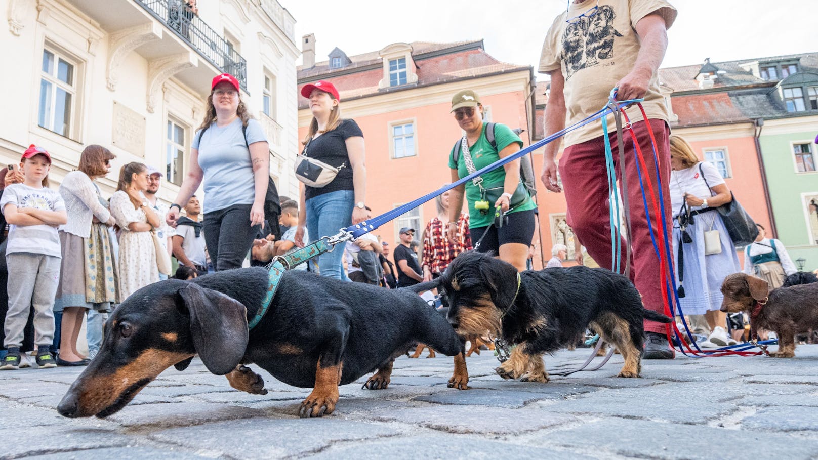 Alle Dackelrassen waren bei der ersten Dackelparade in Regensburg vertreten. 