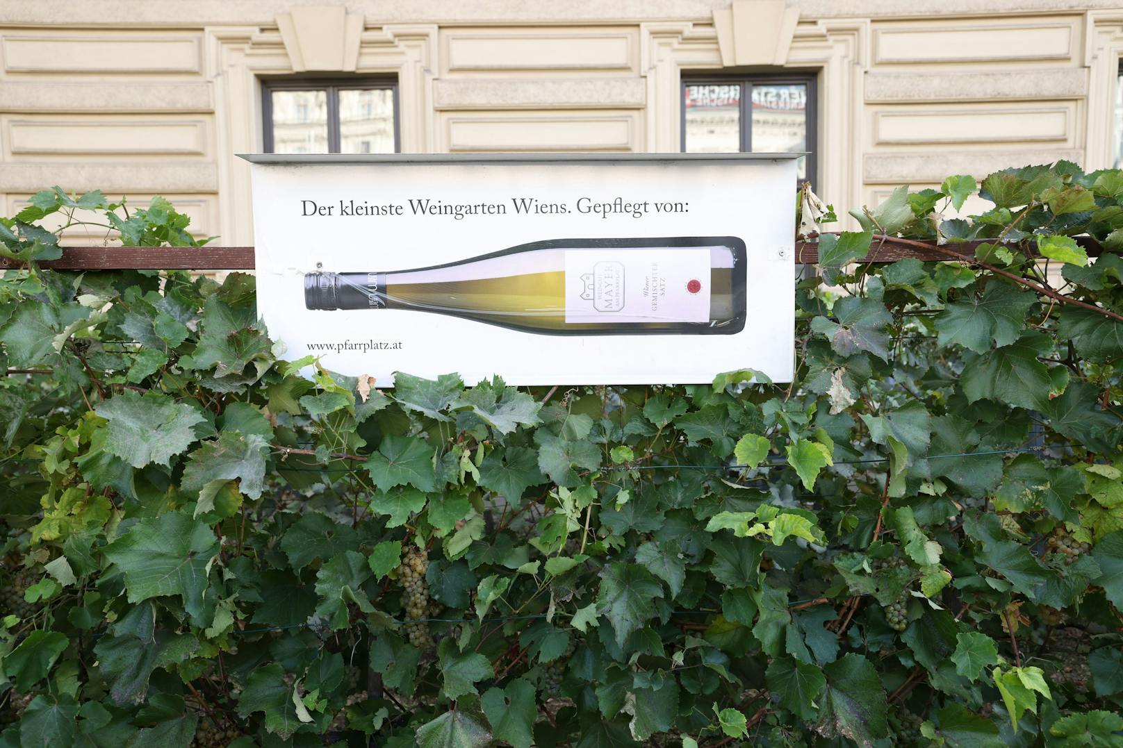 Das kleinste Weingut Wiens