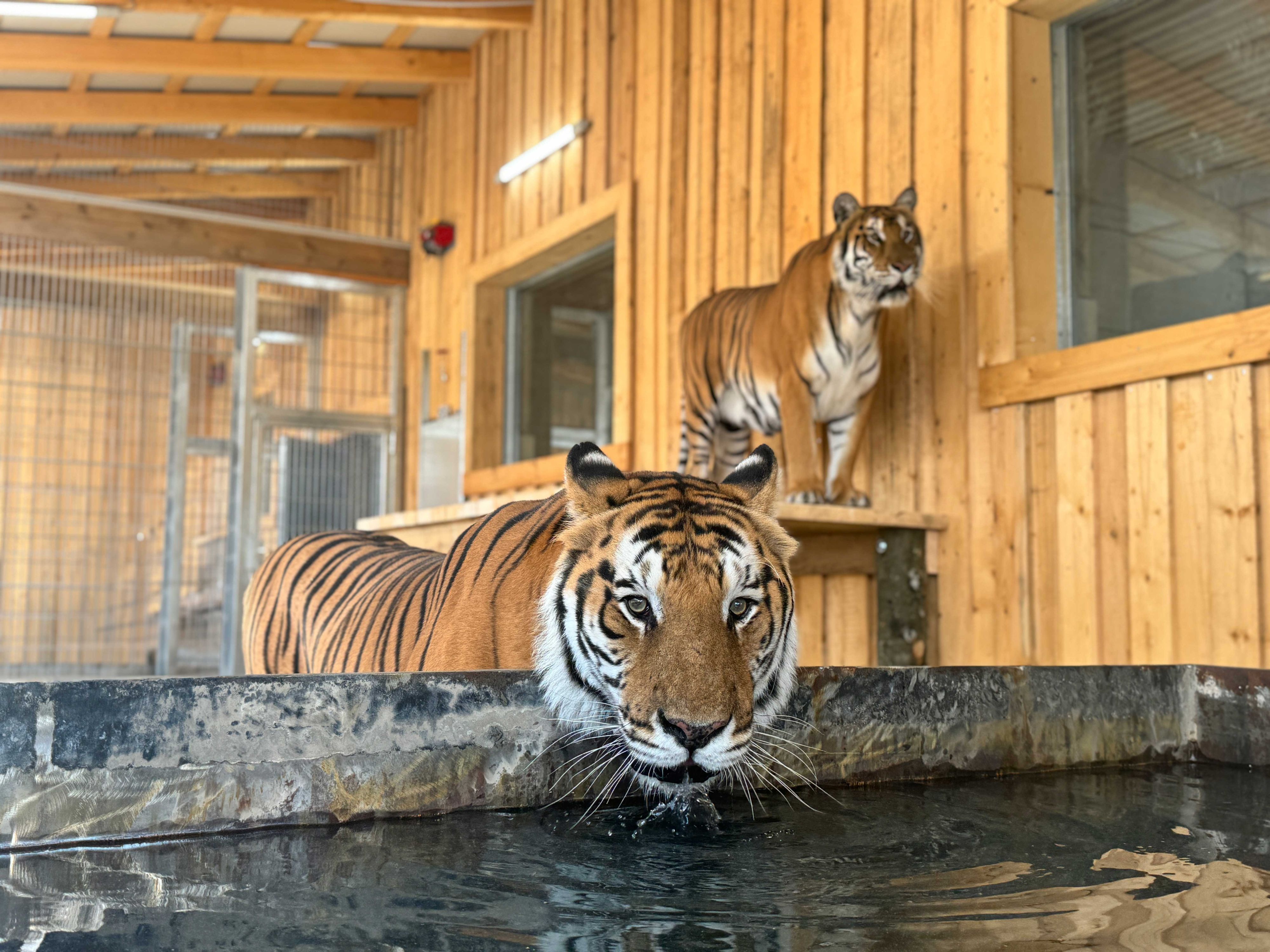 Das neue Zuhause der fünf ehemaligen Zirkustiger wurde nun in Rumänien fertiggestellt.