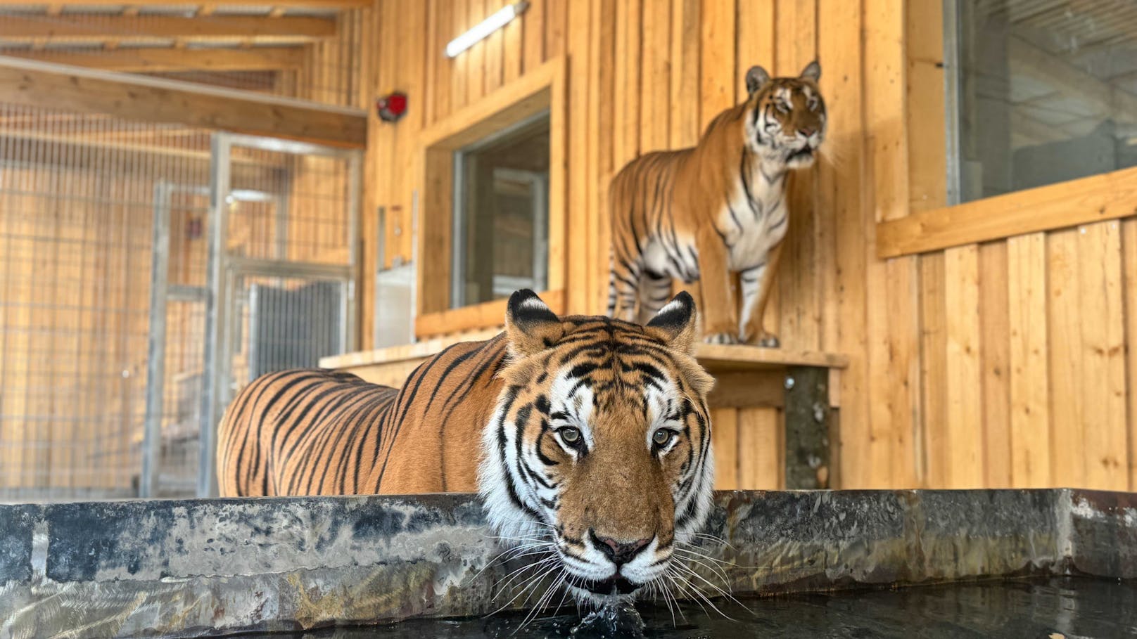 Fünf bengalische Tiger dürfen endlich umziehen