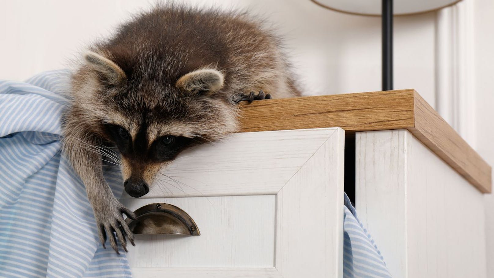 Waschbär lässt keinen mehr ins Schlafzimmer