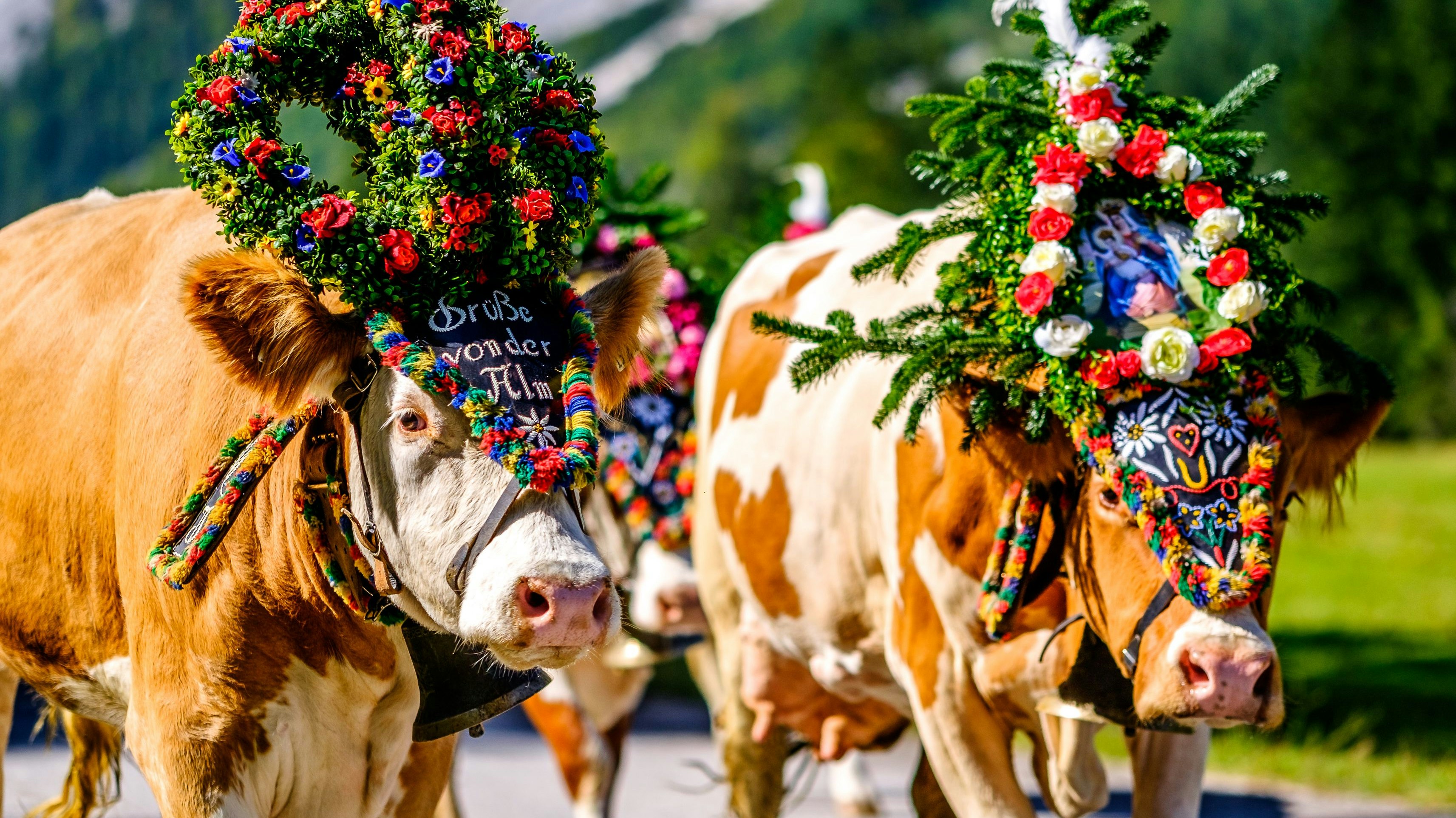 Der Almabtrieb der Milchkühe, wie hier in Pertisau in Salzburg, gehört zu den großen gesellschaftlichen Fixpunkten im Jahr