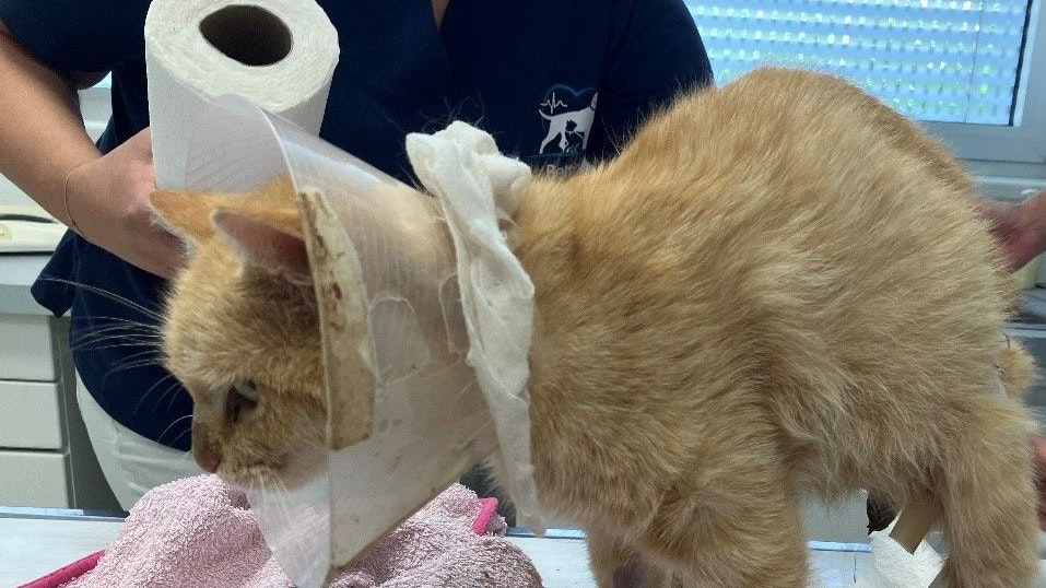 Heute.at - Tierhorror in Amstetten – vier Katzen angeschossen