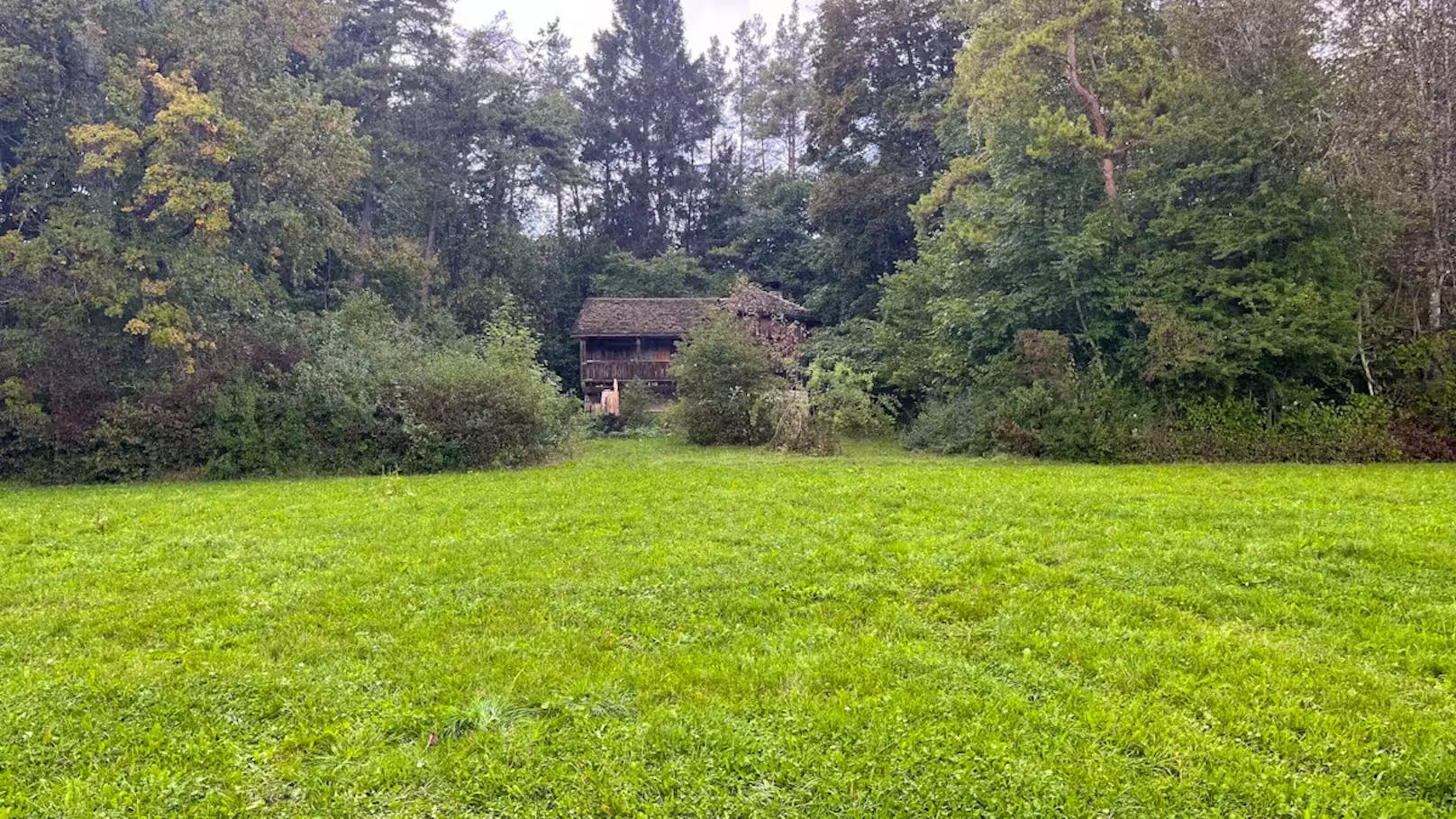 Verlassenes Waldstück – hier starb Frau in Todessarg