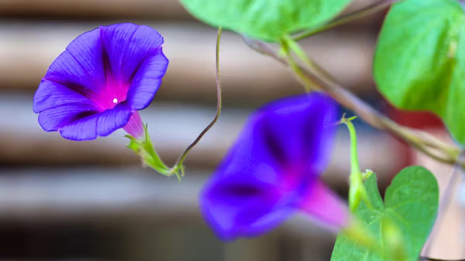 Er erhielt seinen Namen wegen seiner Ähnlichkeit zur gleichnamigen Blume.