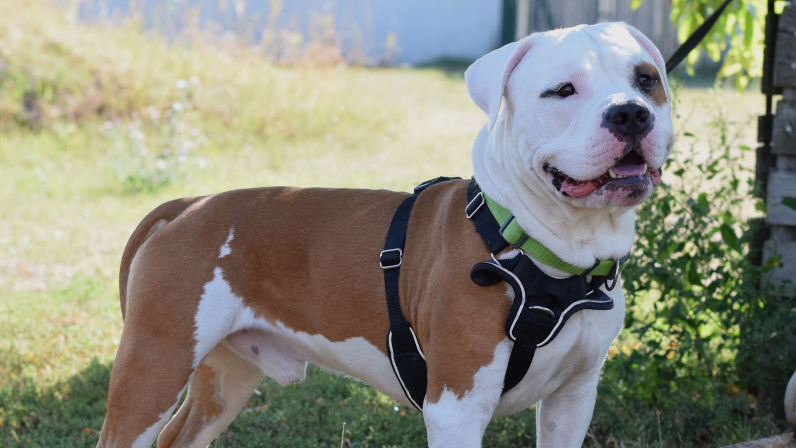 <strong>ODIN:</strong> Odin (1) ist ein eher schüchterner und zurückhaltender Hund, der etwas länger braucht um sich an neue Menschen zu gewöhnen. Beim Kennenlernen sollte man ihm entsprechend Zeit und Abstand geben, dann öffnet er sich Schritt für Schritt und lässt auch Nähe zu.