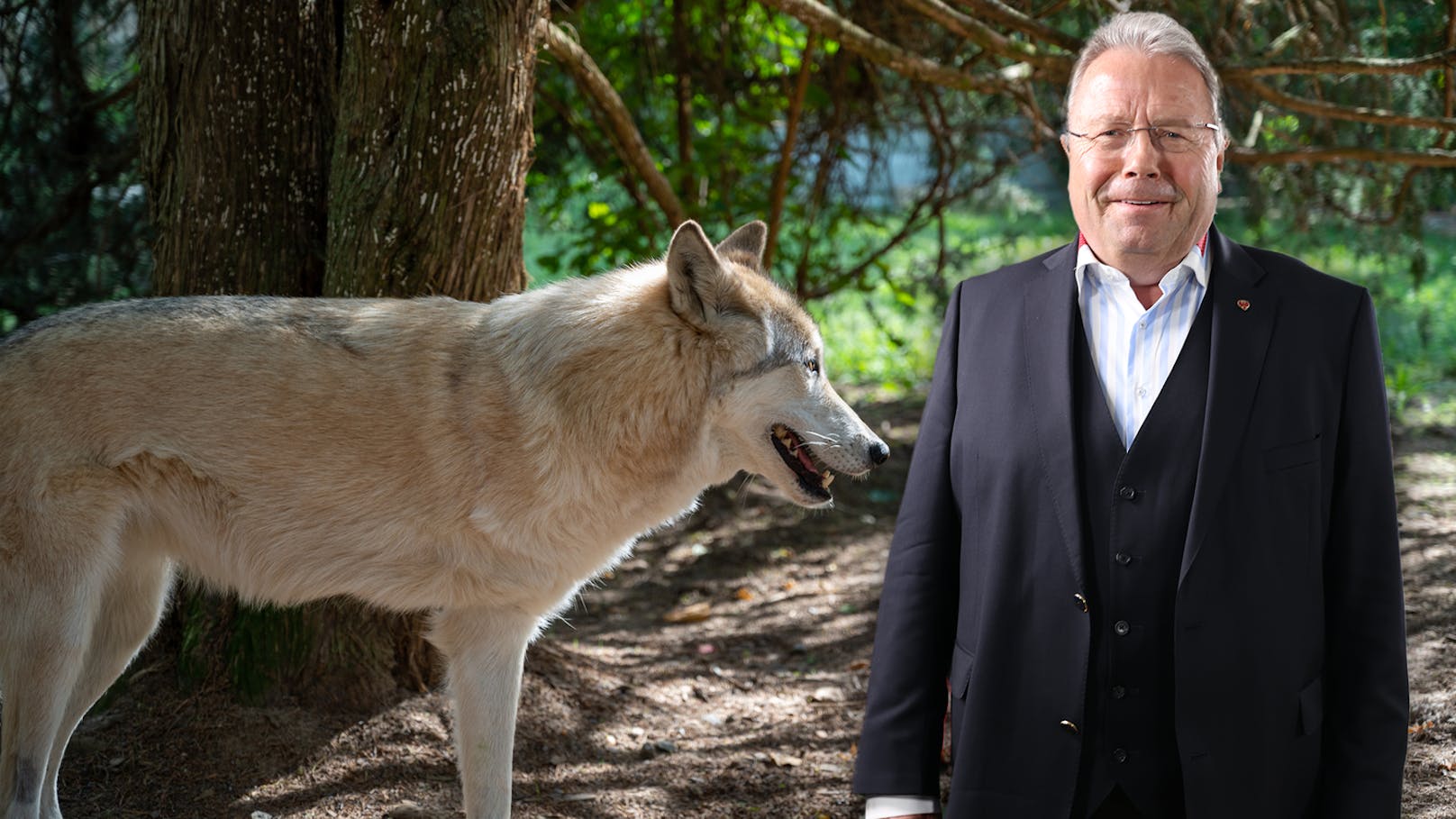 Wolfs-Streit eskaliert: Tierschützer zeigen ÖVP-Mann an