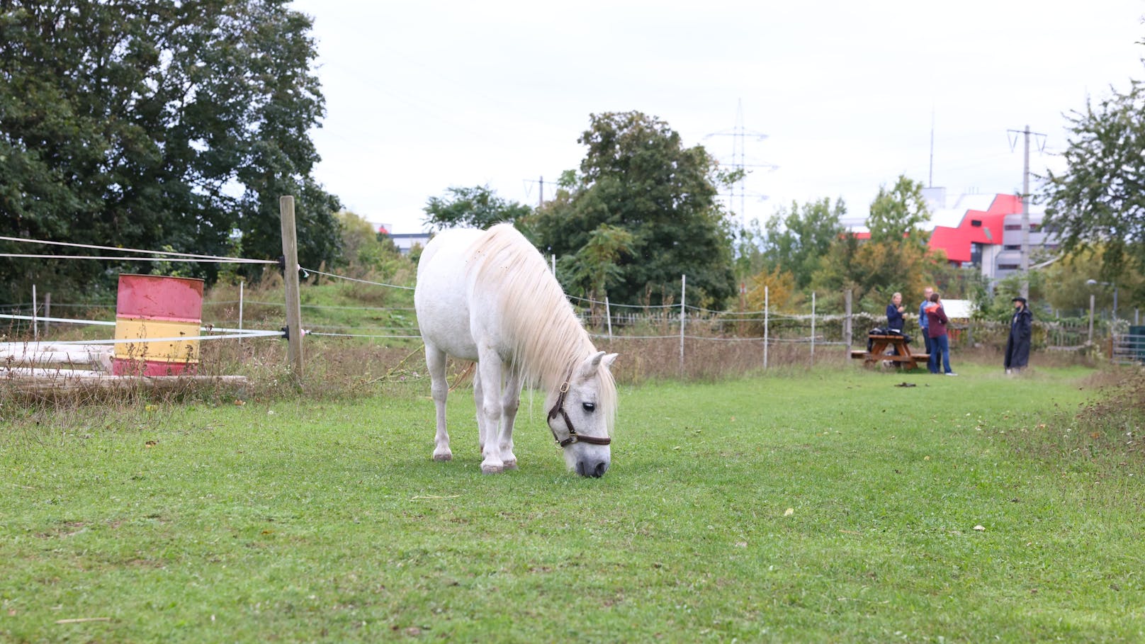 Ponys haben am Hof ihr Zuhause.