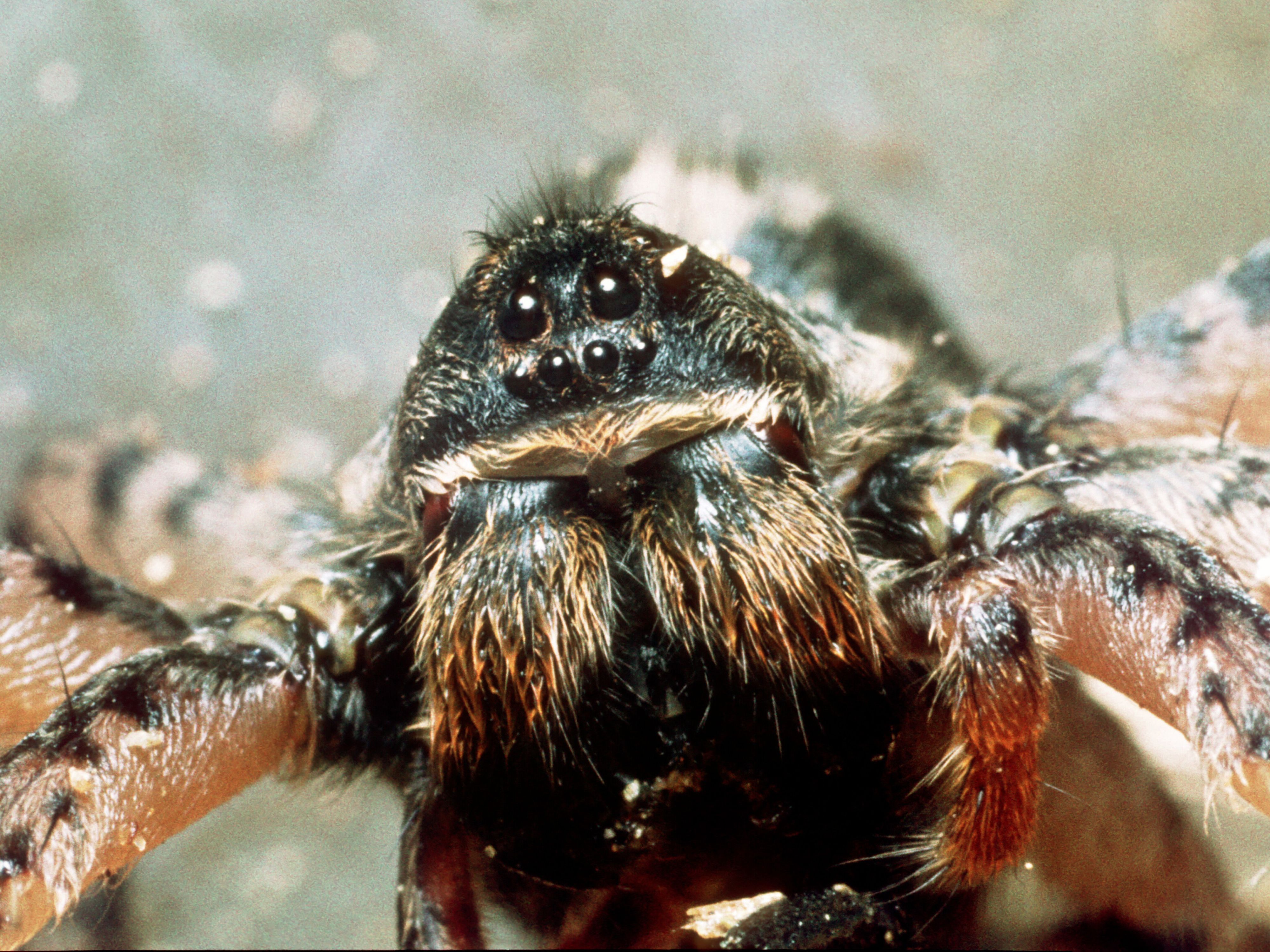 Die südrussische Tarantel hat keine Scheu, in Gärten, Garagen und Häuser einzudringen.