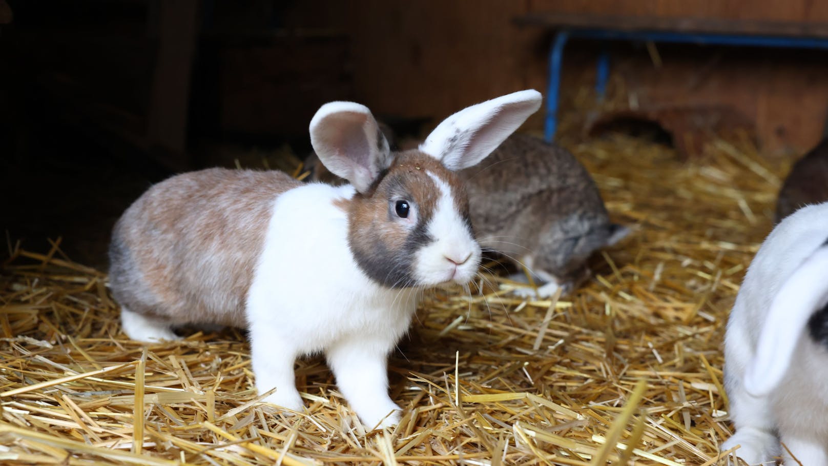 Auch Kaninchen geht es hier gut.