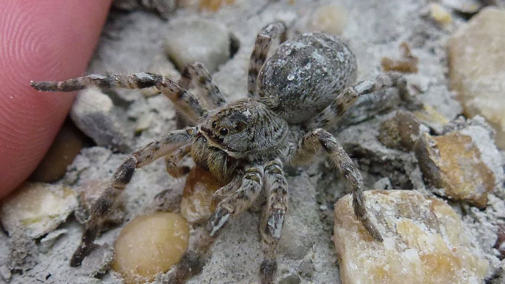 Gift-Spinne in Österreich weiter verbreitet als gedacht