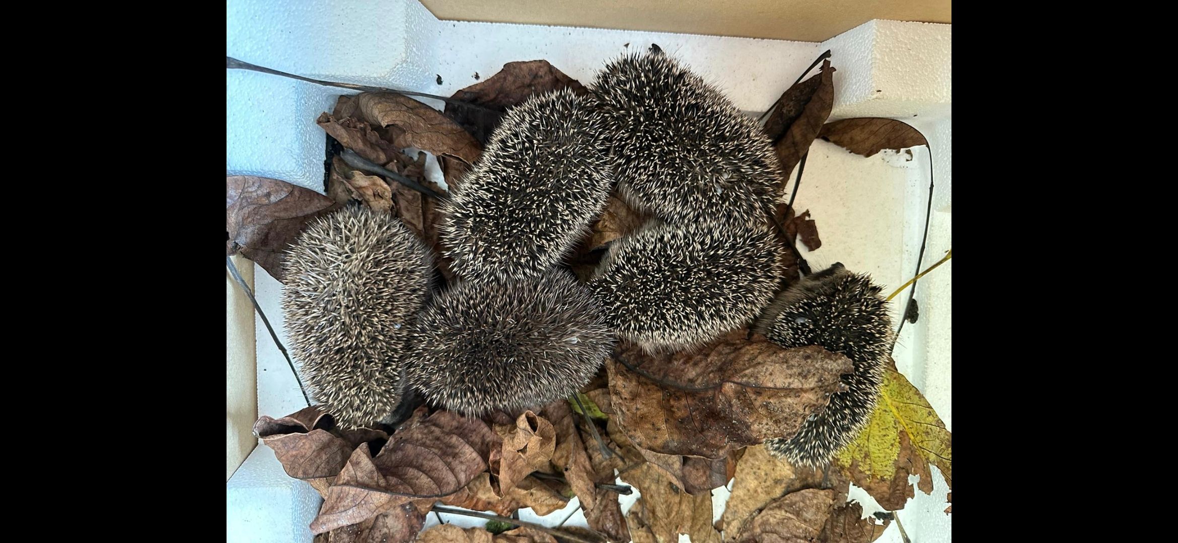 Die kleinen Stachelbällchen müssen fast rund um die Uhr gefüttert werden.