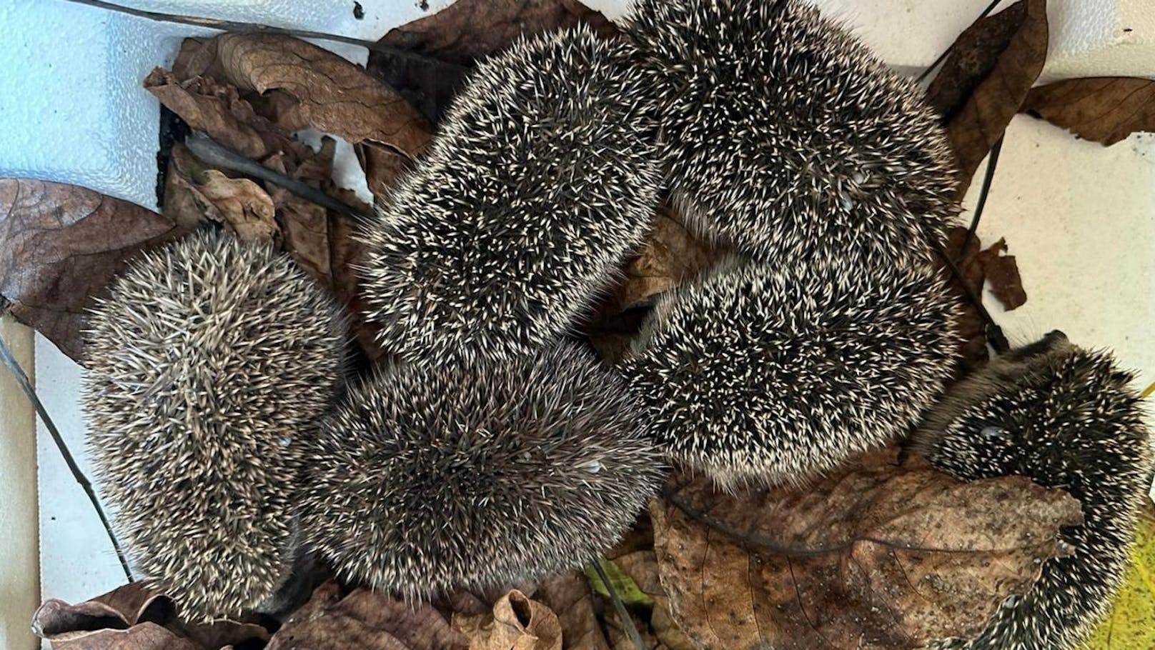 Ertrunkene Igelmütter lassen hilflosen Nachwuchs zurück