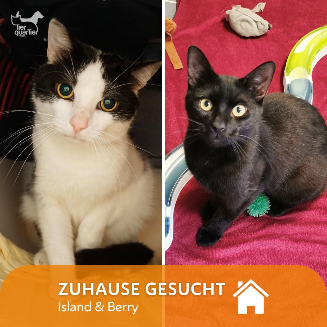 Die beiden einjährigen Kater sollen wieder das Vertrauen zu Menschen finden.