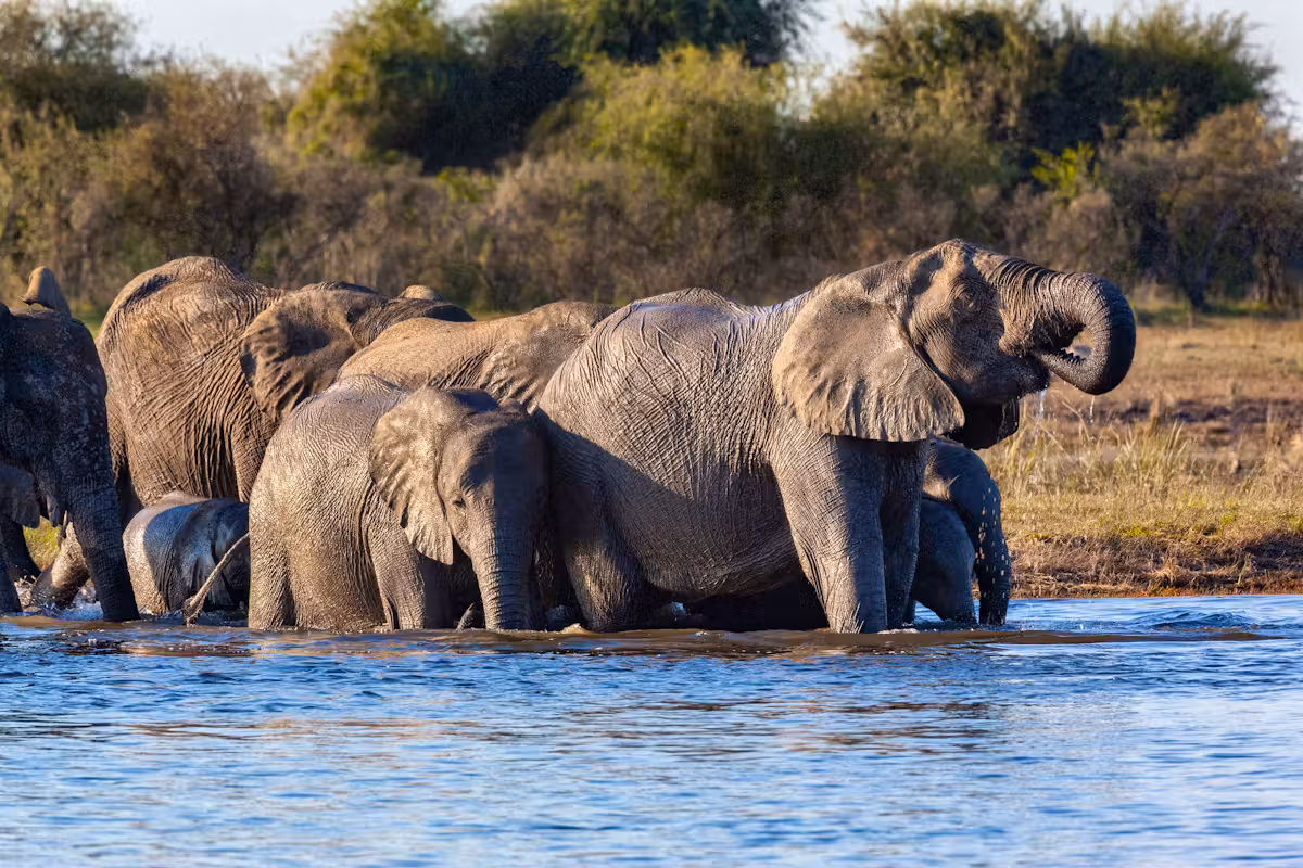 Botswanas Präsident Mokgweetsi Masisi droht damit, 20.000 Elefanten zu Fleisch zu verarbeiten.