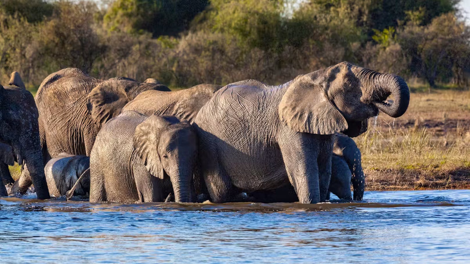 Botswana droht mit Tötung von 20.000 Elefanten