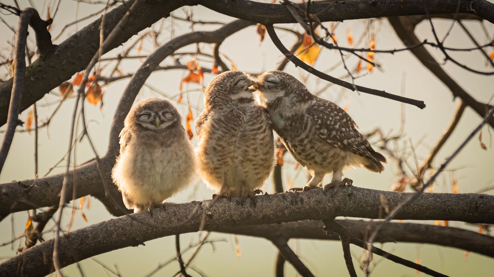 Sarthak Ranganadhan, Indien, Titel: Smooching owlets