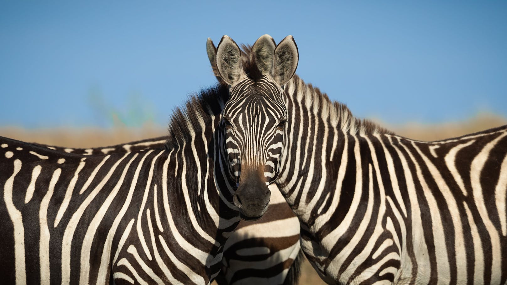 Sarosh Lodhi, Indien, Titel: Wait! Which Zebra is in front!!!