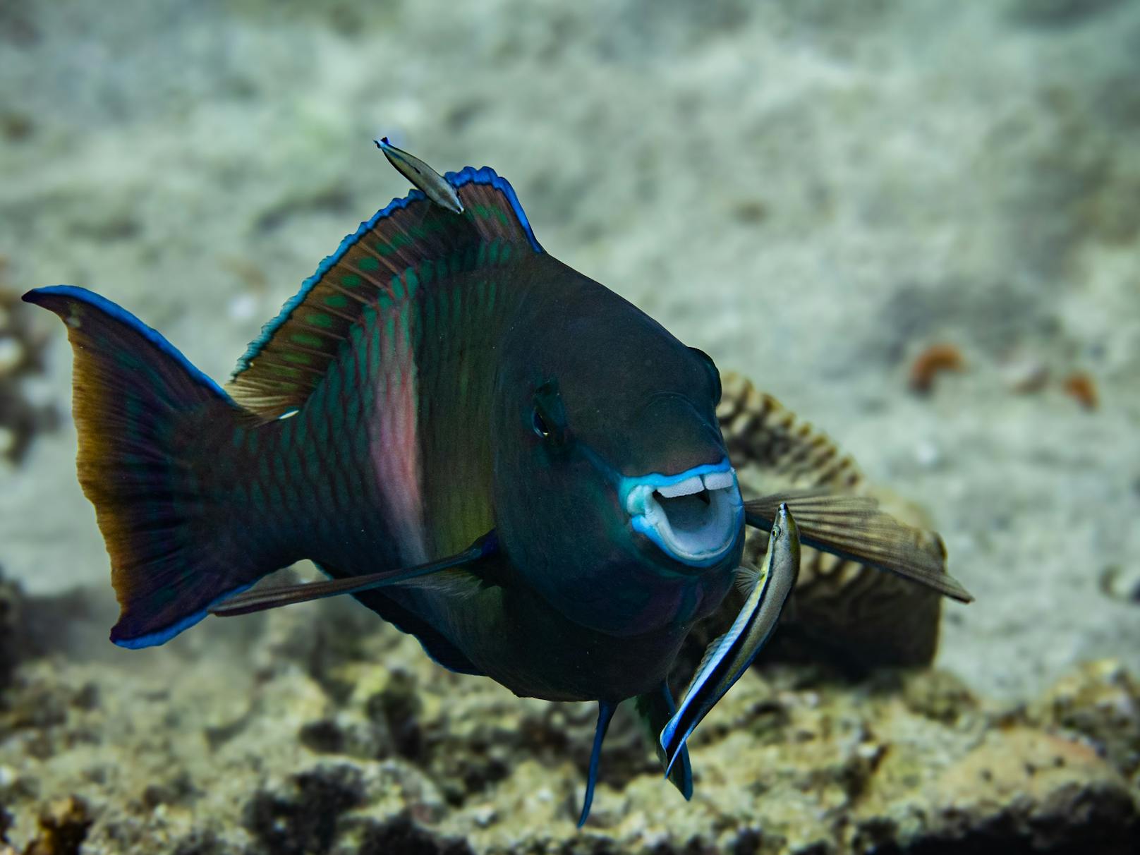 wim belleman, Belgien, Titel: parrotfish loves to be washed