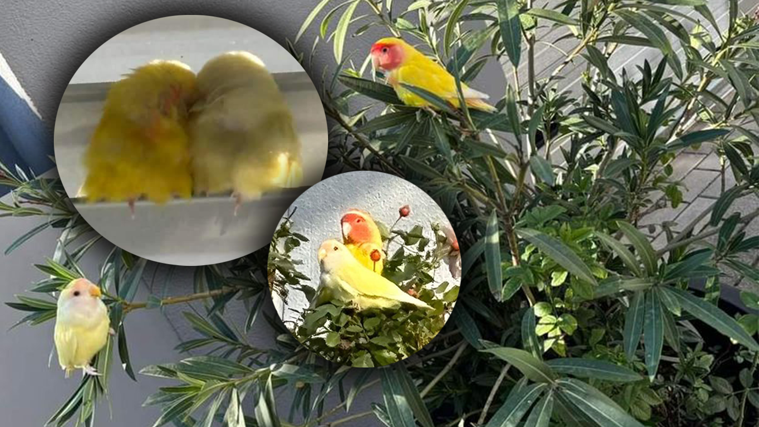 Kuschelkurs: Diese beiden Exoten wurden am Donnerstag in Wien gesichtet.