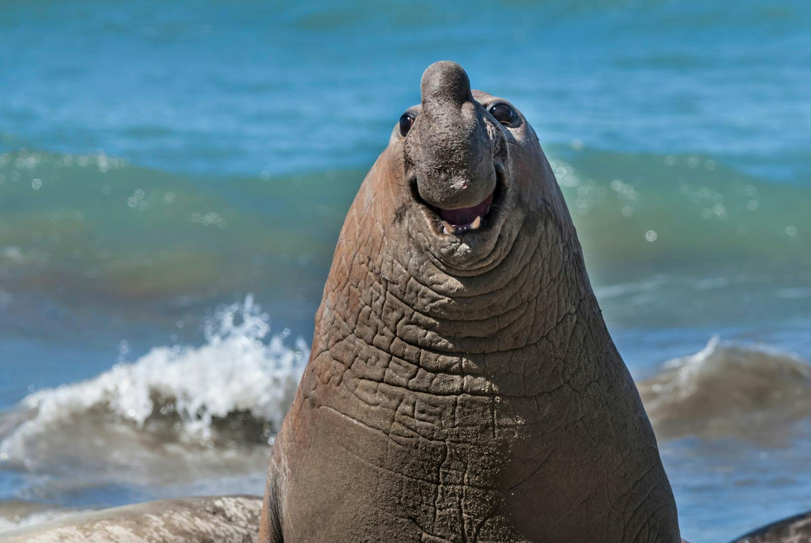 Gabriel Rojo, Argentinien, Titel: Smiling Elephant Seal