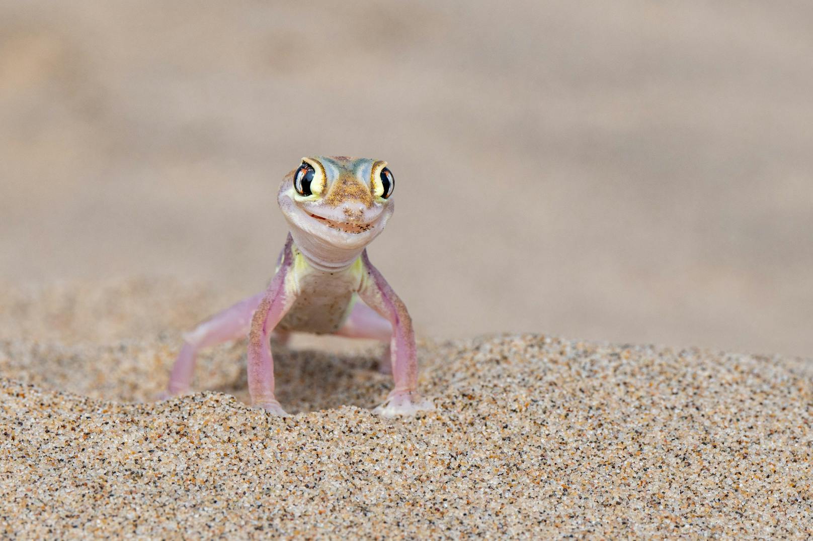 Michela Bordoli, Schweiz, Titel: Gecko fashion model