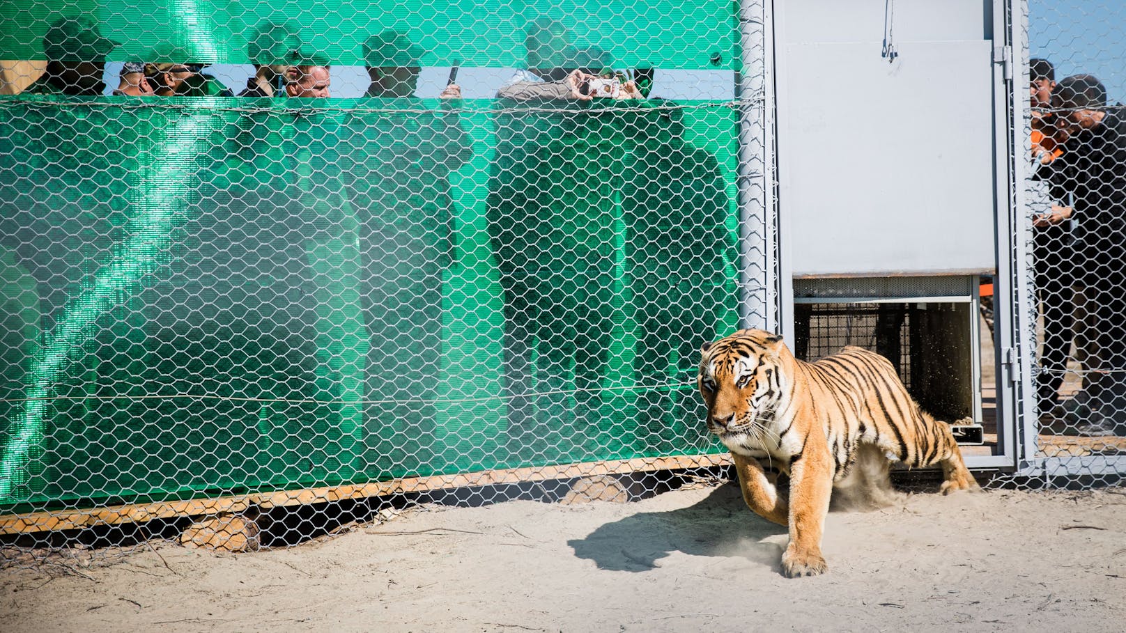 Hier ein Tiger bei seiner Freilassung in Kasachstan.