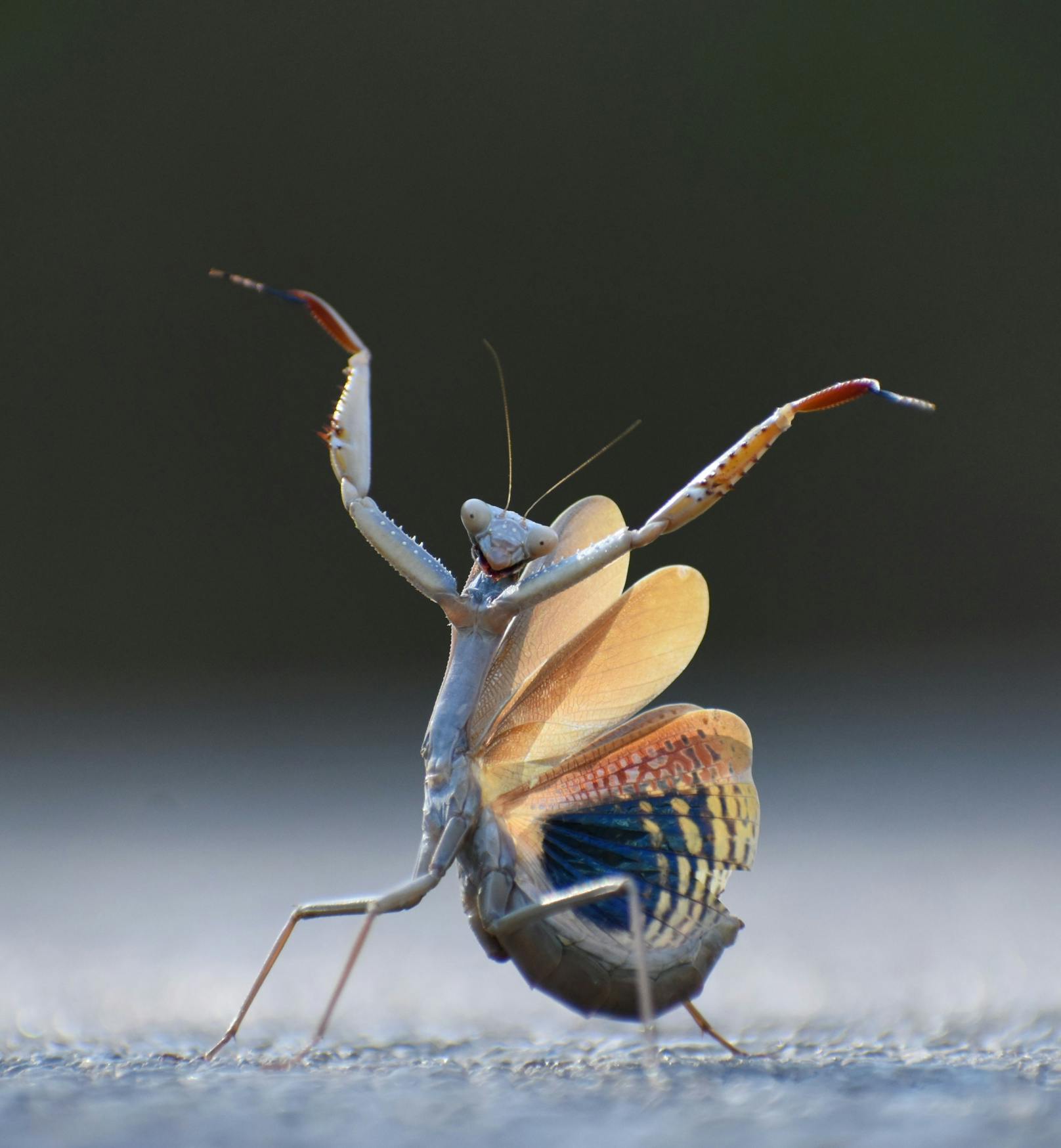 Jose Miguel Gallego Molina, Spanien, Titel: Mantis flamenca