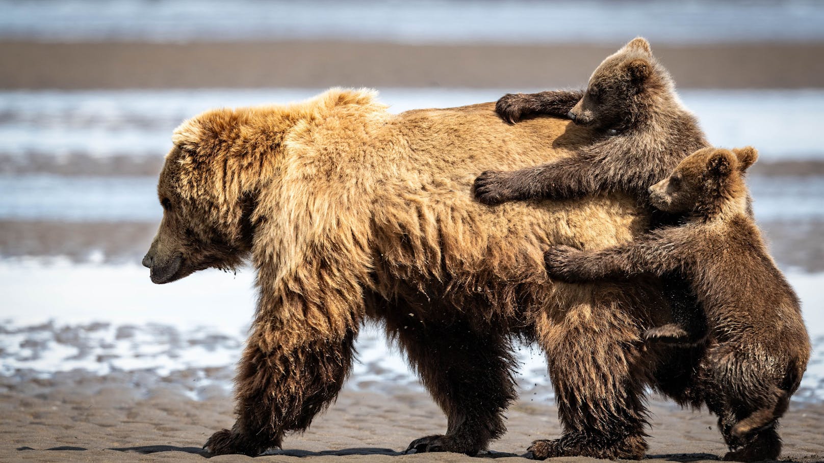 Das sind die Finalisten der "Comedy Wildlife Awards"