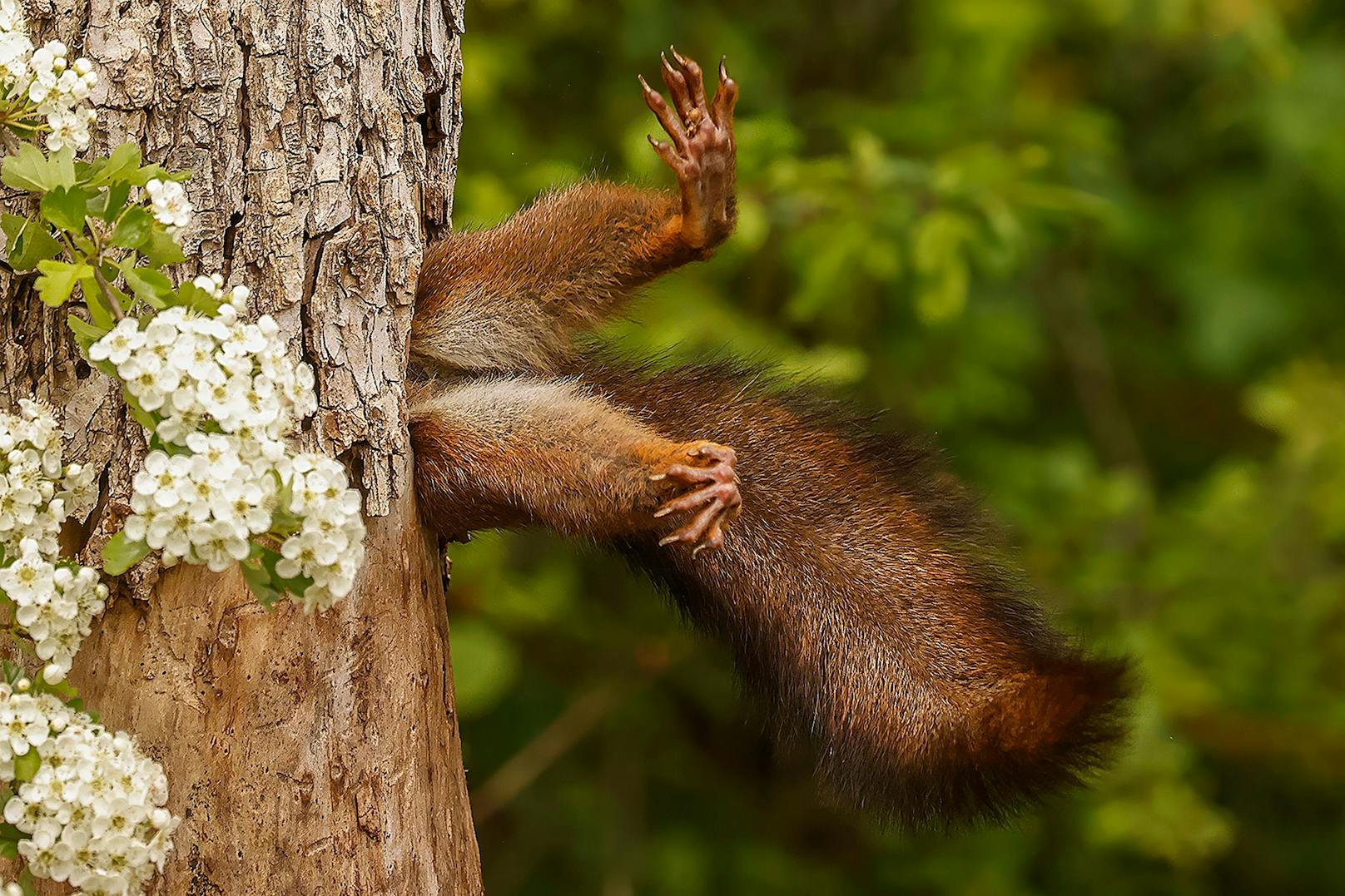 Milko Marchetti, Italien, Titel: SQUIRREL...BLOCKED