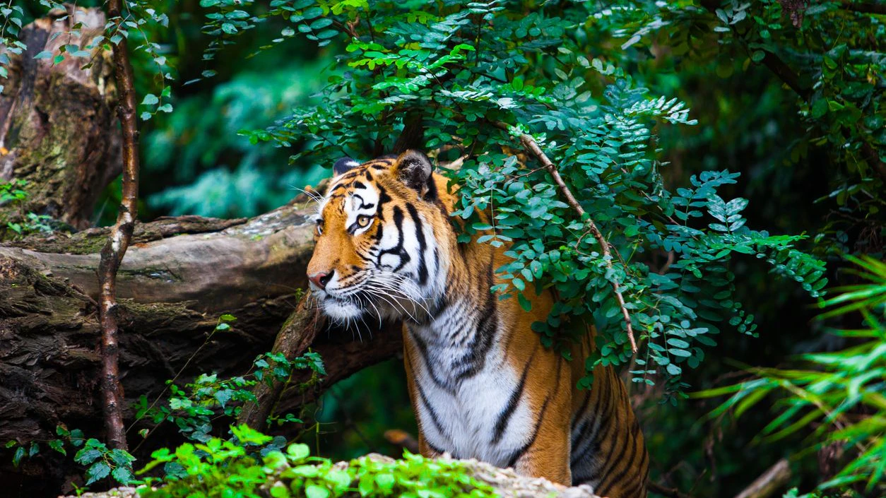 Tiger