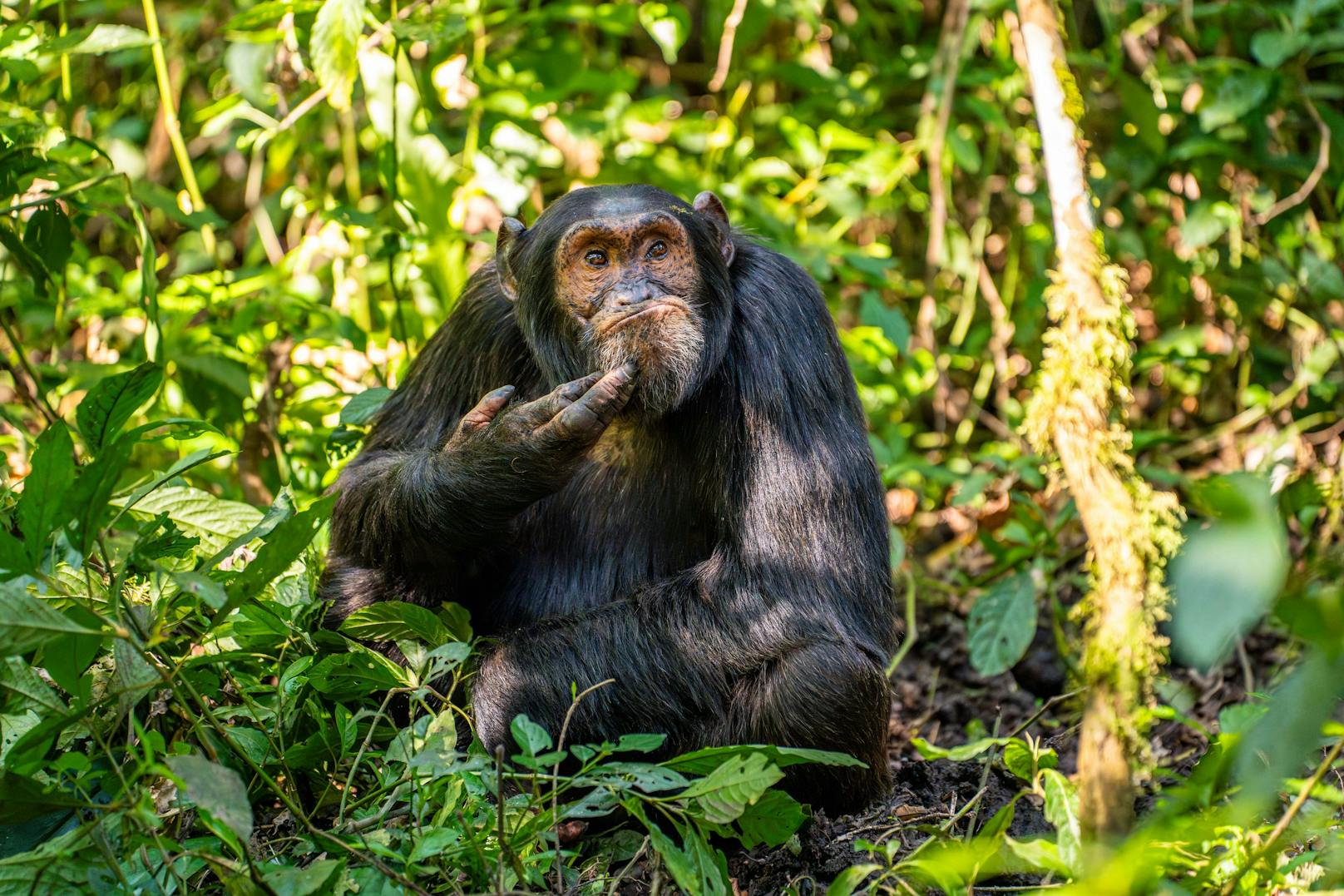 Arvind Mohandas, Deutschland, Titel: The Contemplative Chimpanzee