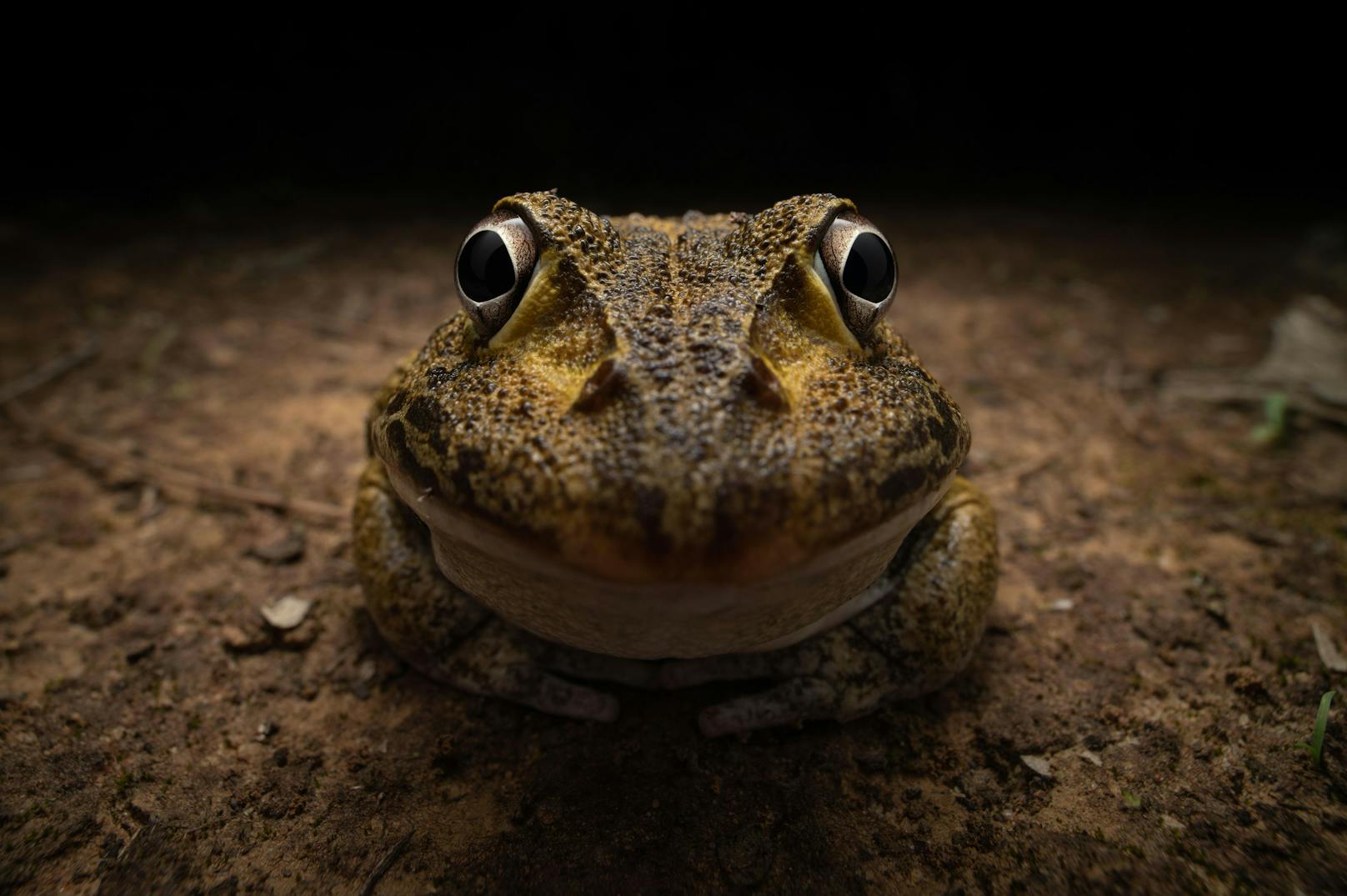 Kingston Tam, Australien, Titel: Awkward smiley frog