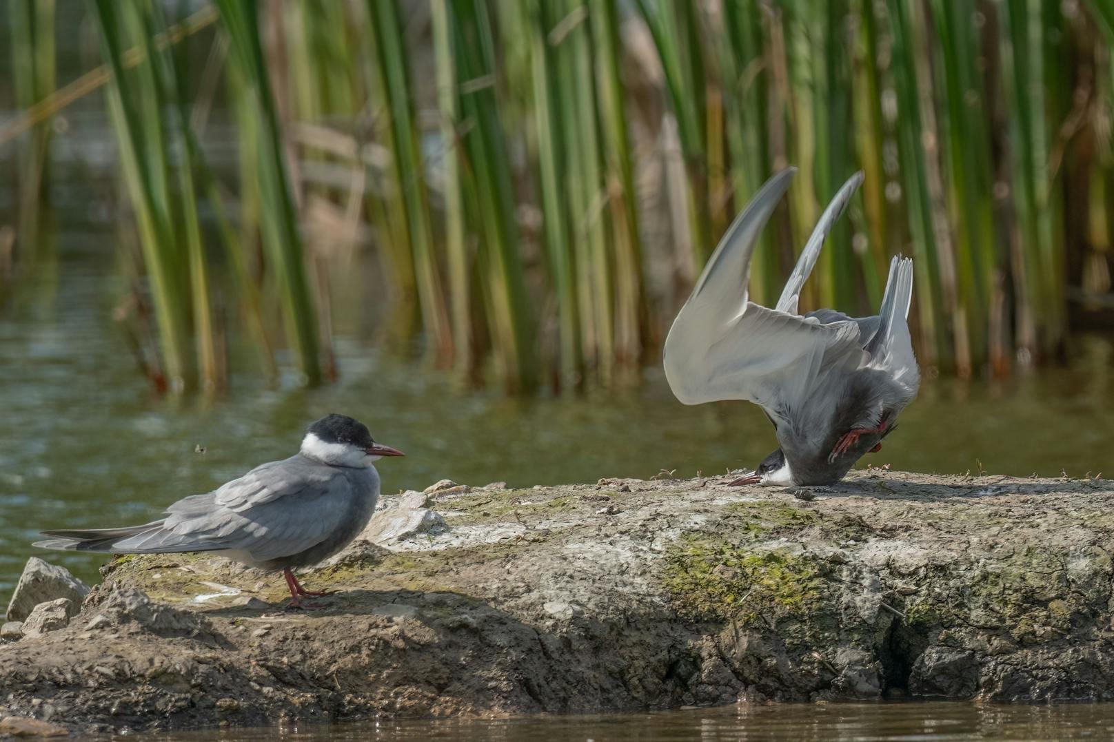 Damyan Petkov, Bulgarien, Titel: Whiskered tern crash on landing