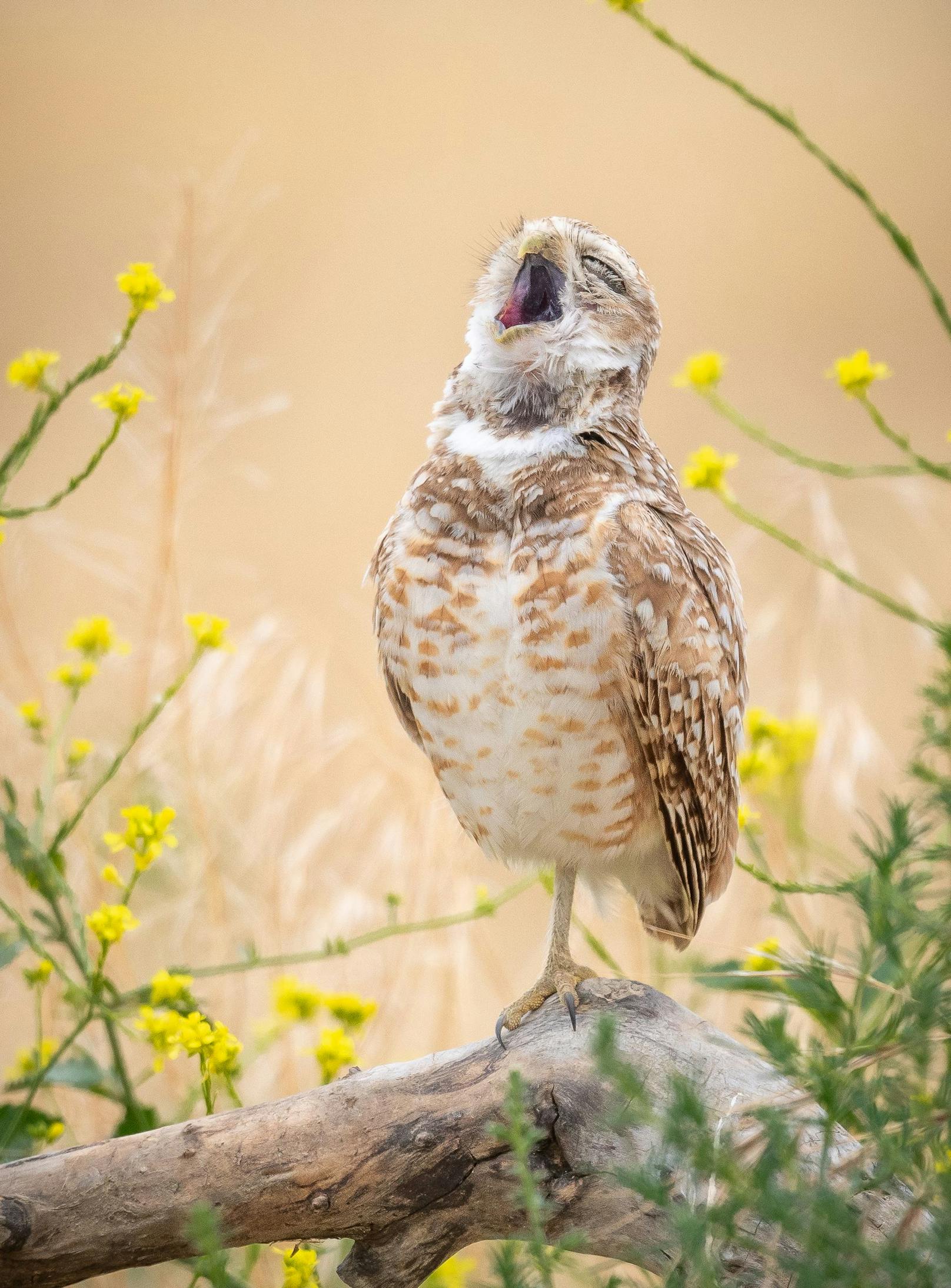 Fred Amico, USA, Titel: The Pavarotti of owls