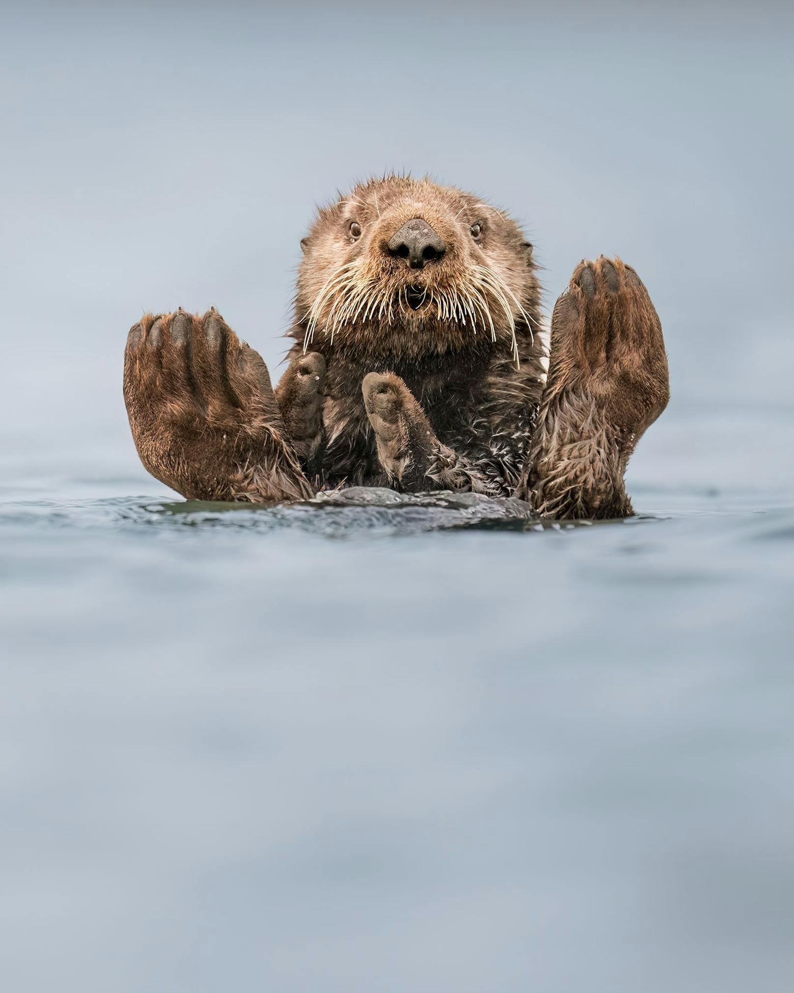 Charles Janson, USA, Titel: Otter Guru