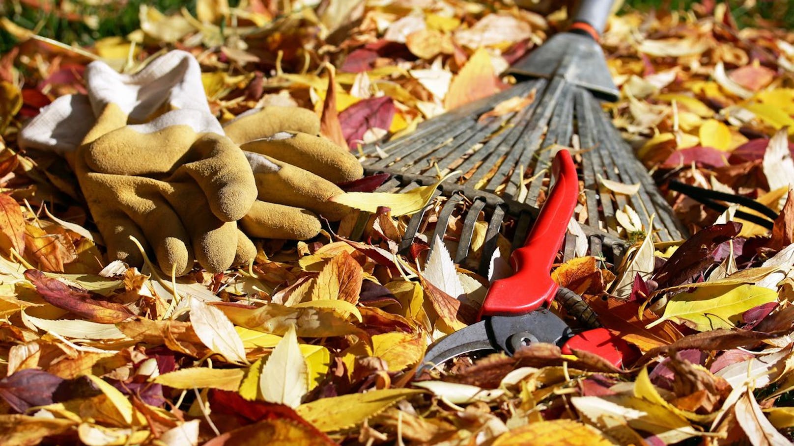 Wildtierfreundliche Gartenpflege? So klappt’s im Herbst