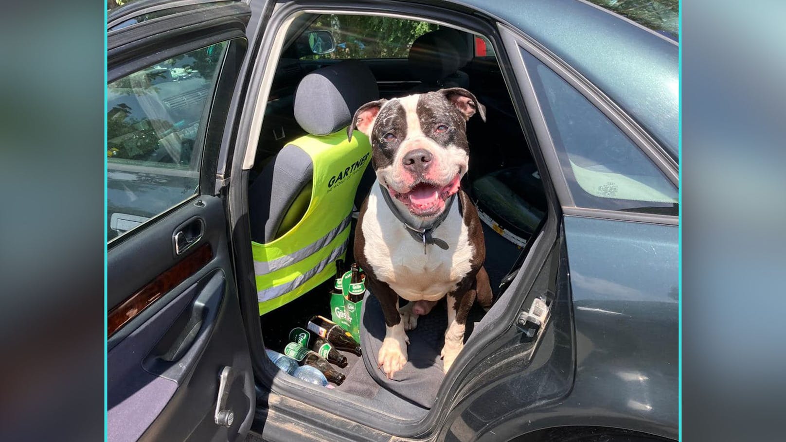 Trotz aller Torturen, die "Mailo" ertragen musste, ist er ein freundlicher und liebevoller Hund.