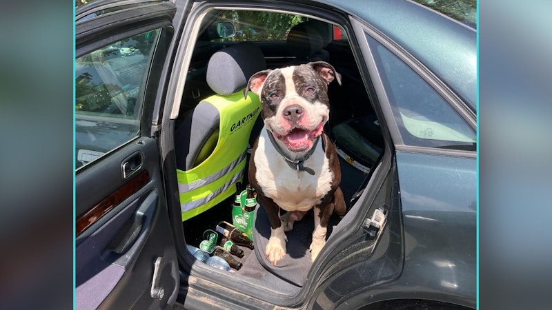 Trotz aller Torturen, die "Mailo" ertragen musste, ist er ein freundlicher und liebevoller Hund.