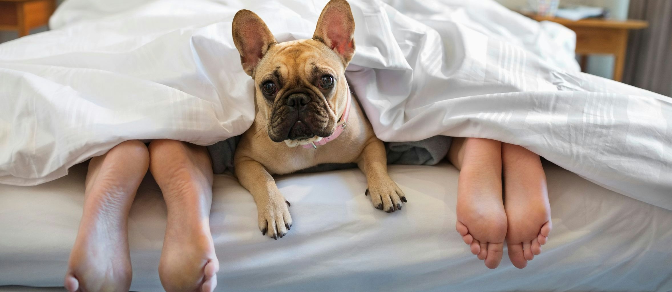 Teilen Sie mit Haustieren das Bett, dann ist häufigeres Waschen ratsam