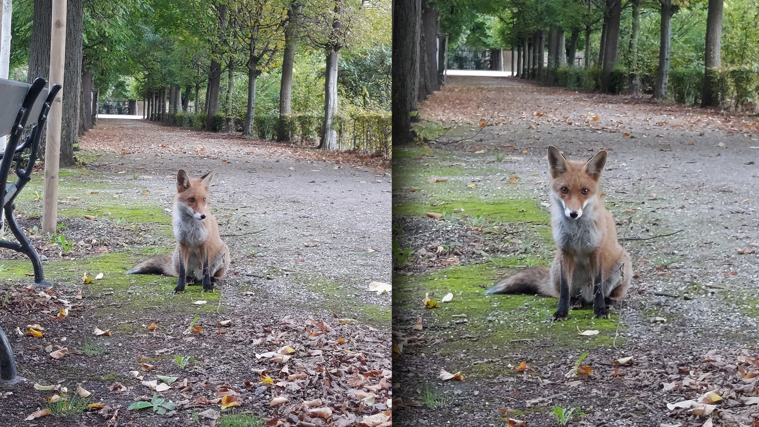 Dieser freche Fuchs ging am Donnerstagabend auf Erkundungstour im Schloss Schönbrunn. Die Besucher staunten.