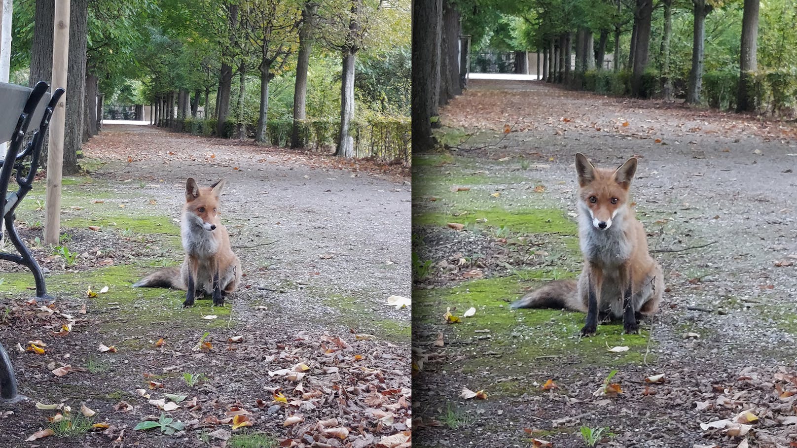 "Saß einfach nur so da" – wilde Begegnung im Park