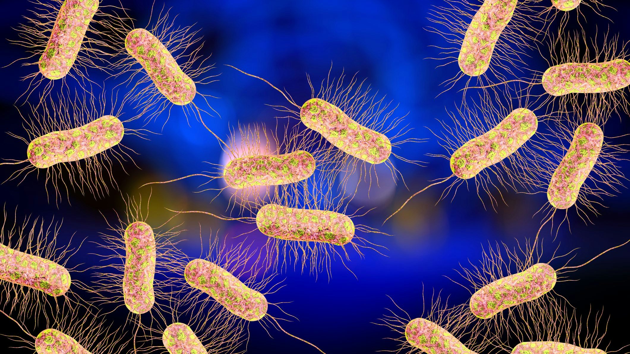 E.Coli-Bakterien sind besonders krankheitserregend und finden sich vor allem in Krankenhäusern immer wieder in der Bettwäsche